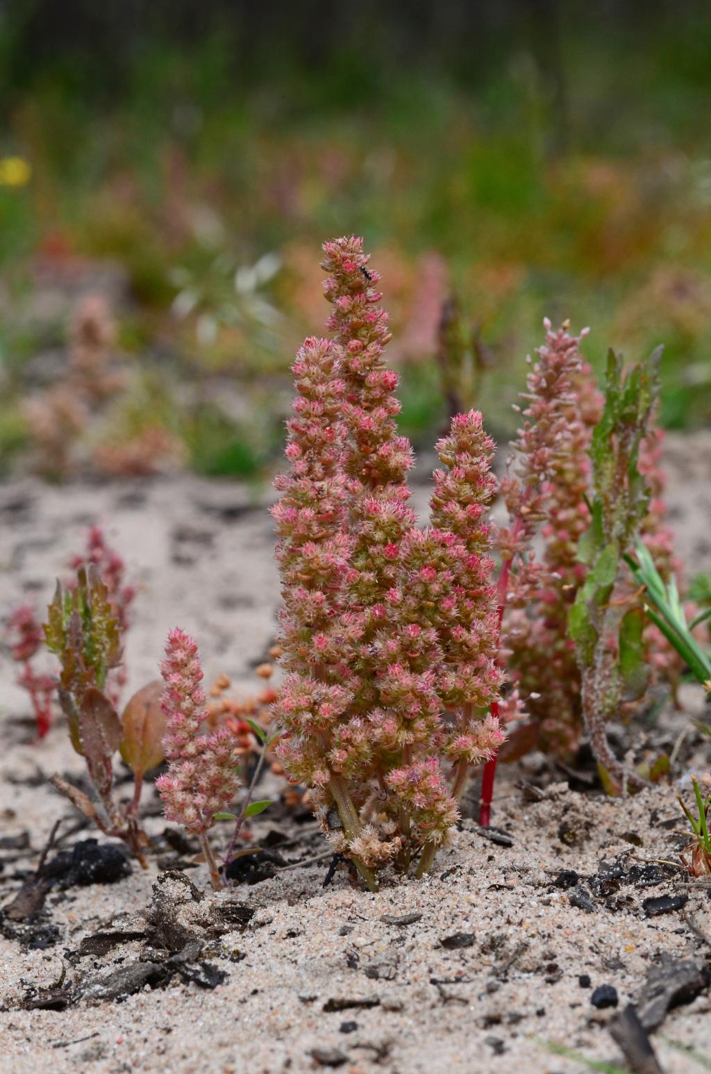 Crassula colorata (hero image)