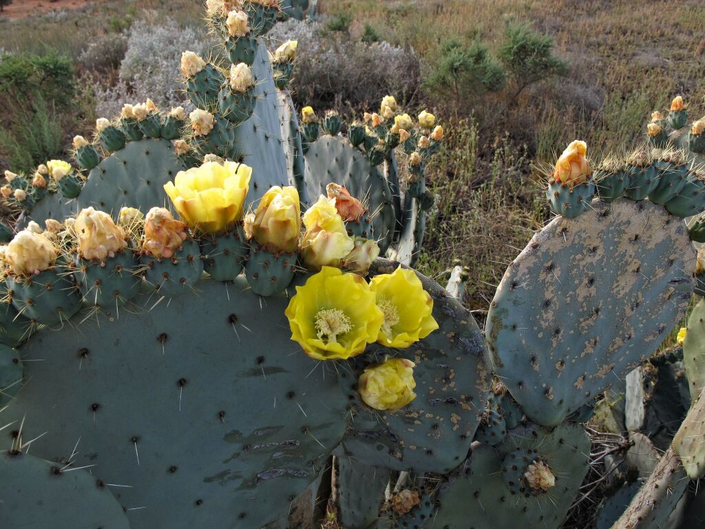 Opuntia robusta (hero image)