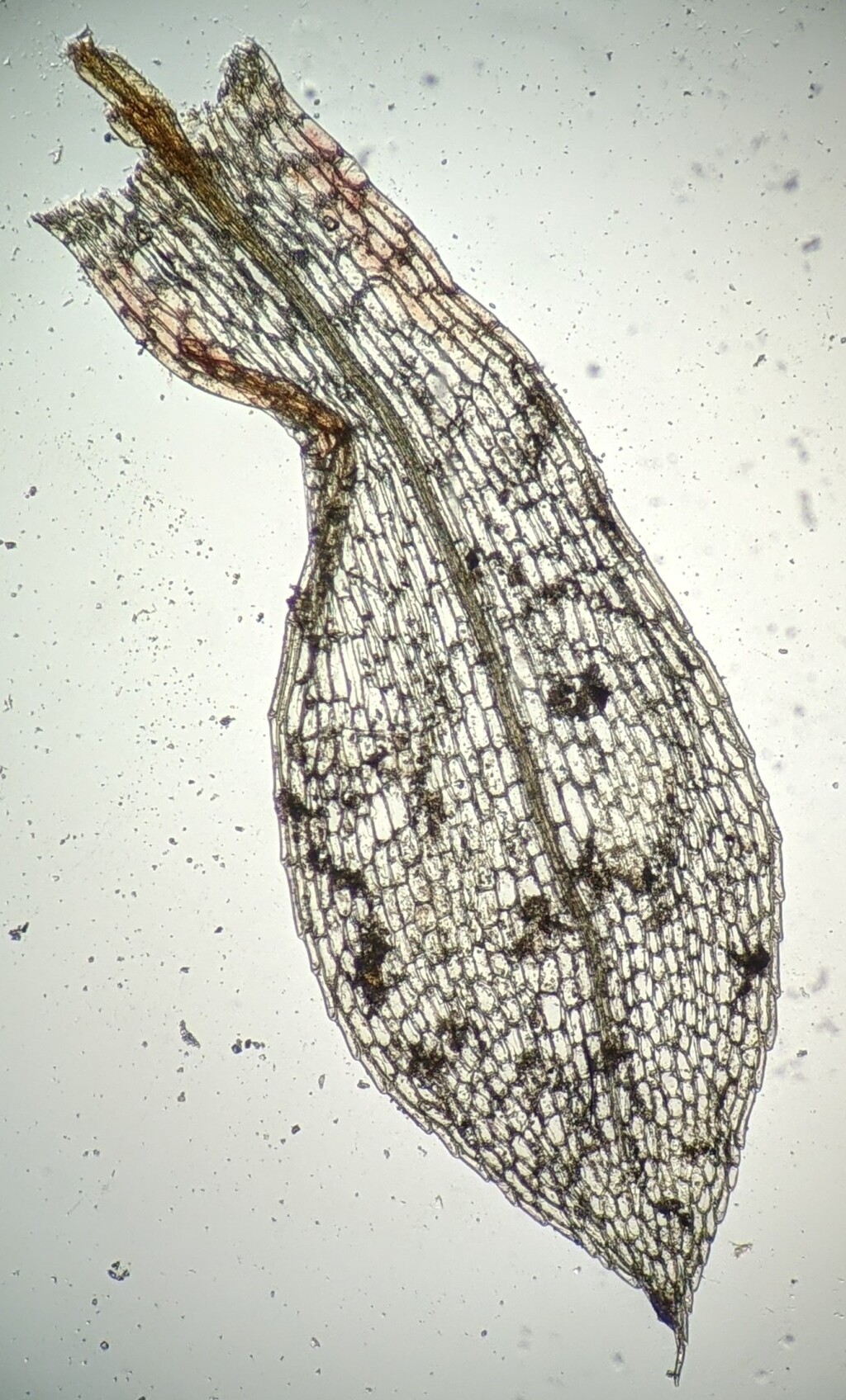 Entosthodon muehlenbergii (hero image)