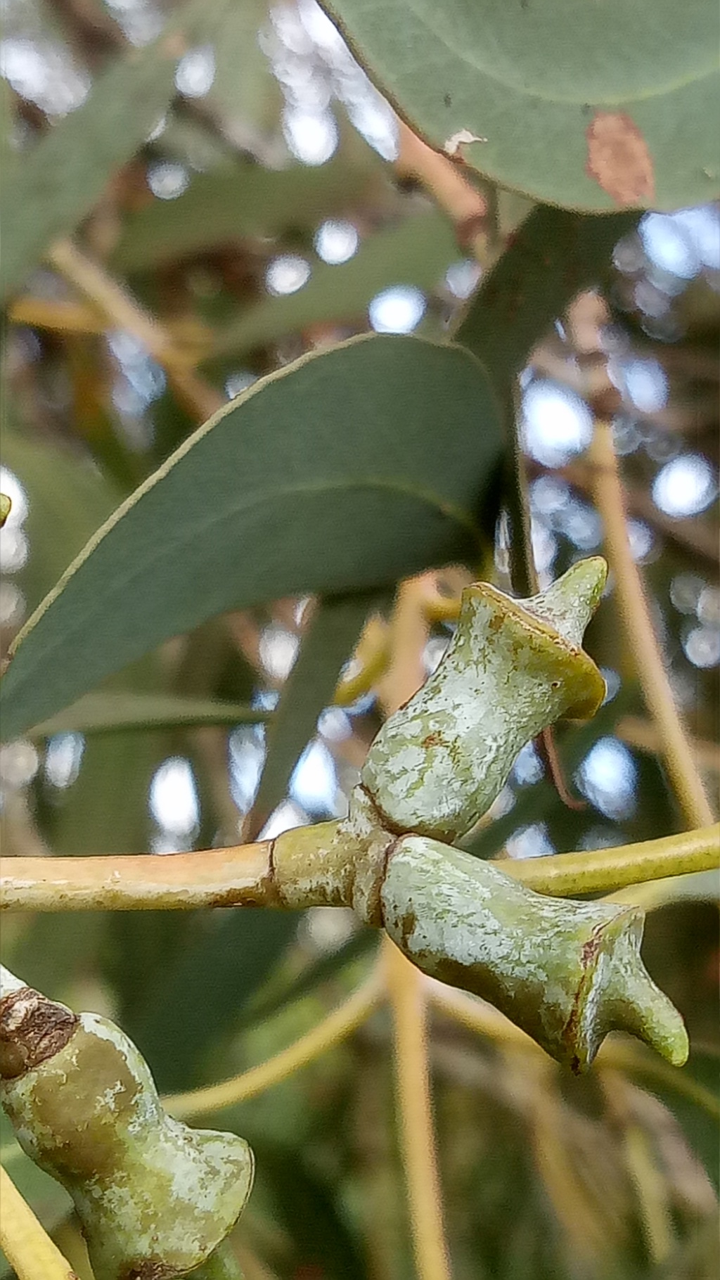 Eucalyptus saxatilis (hero image)