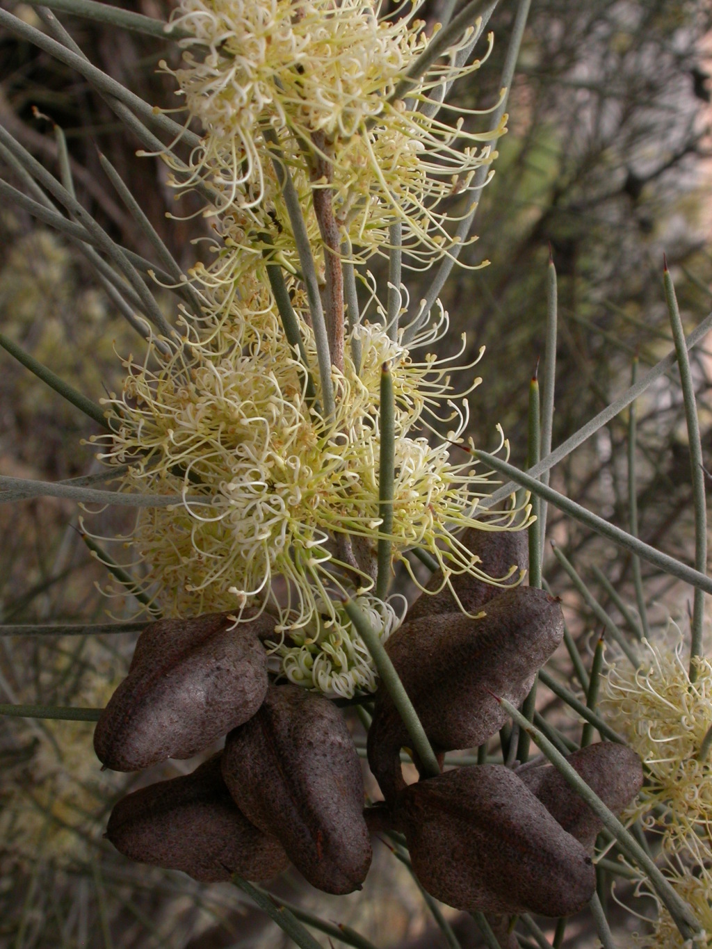 Hakea leucoptera subsp. leucoptera (hero image)