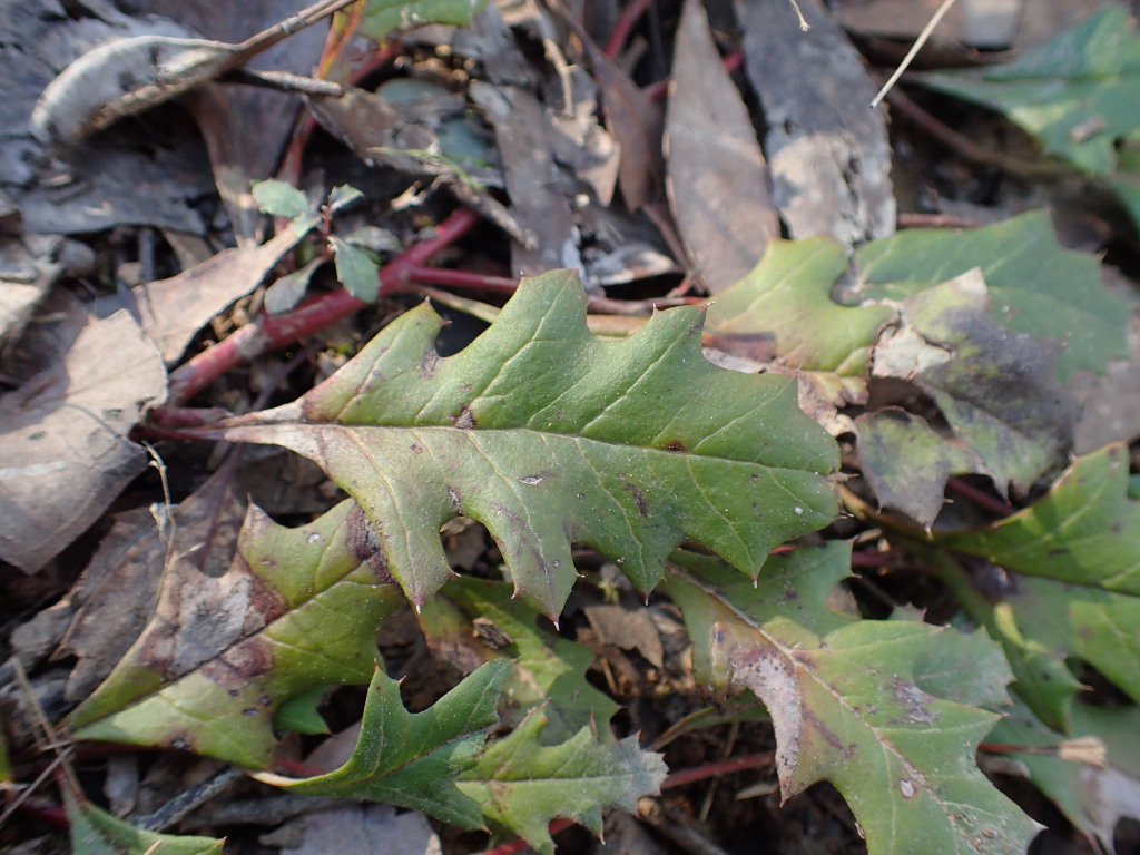 Grevillea obtecta (hero image)