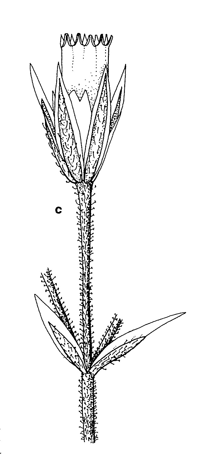 Cerastium semidecandrum (hero image)