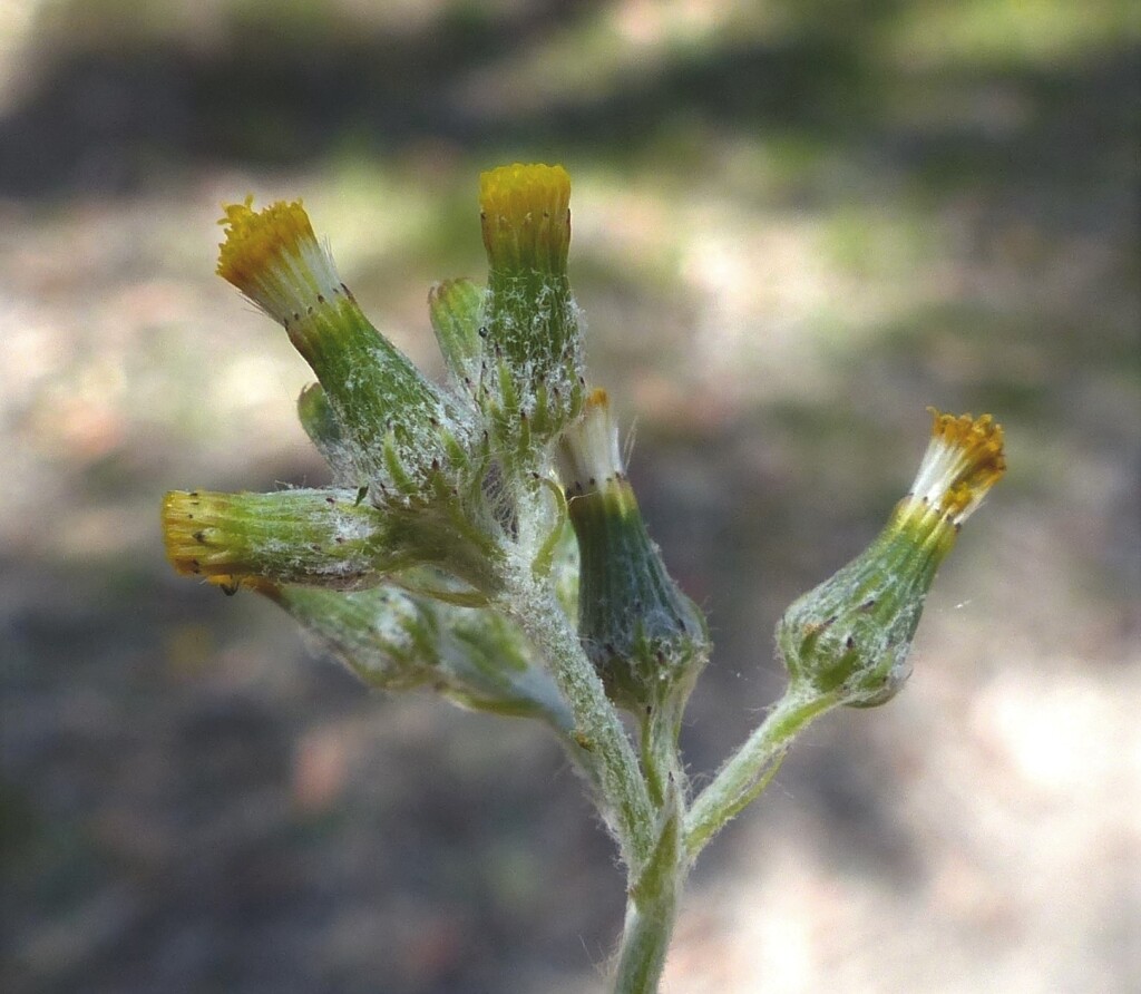 Senecio glomeratus (hero image)