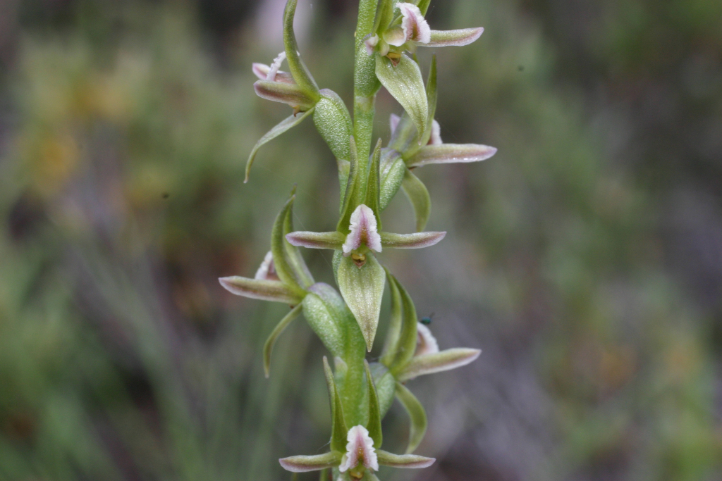 Prasophyllum stygium (hero image)