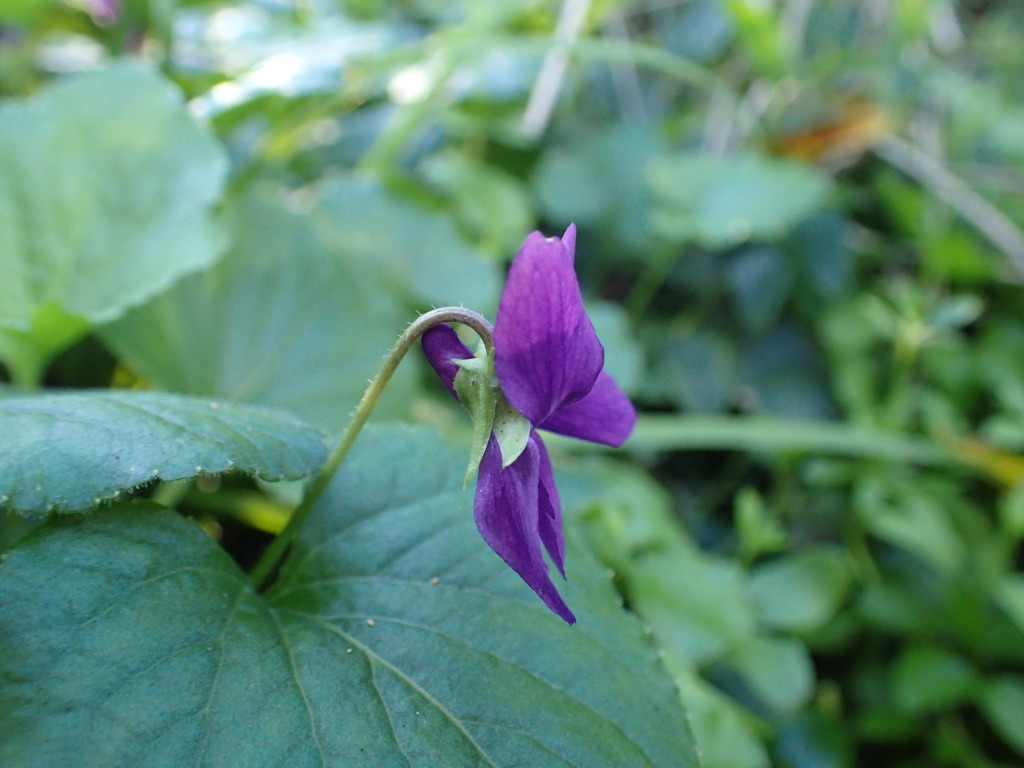 Viola odorata (hero image)