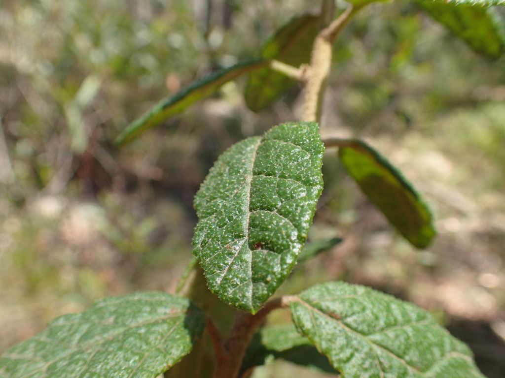 Olearia rugosa subsp. distalilobata (hero image)