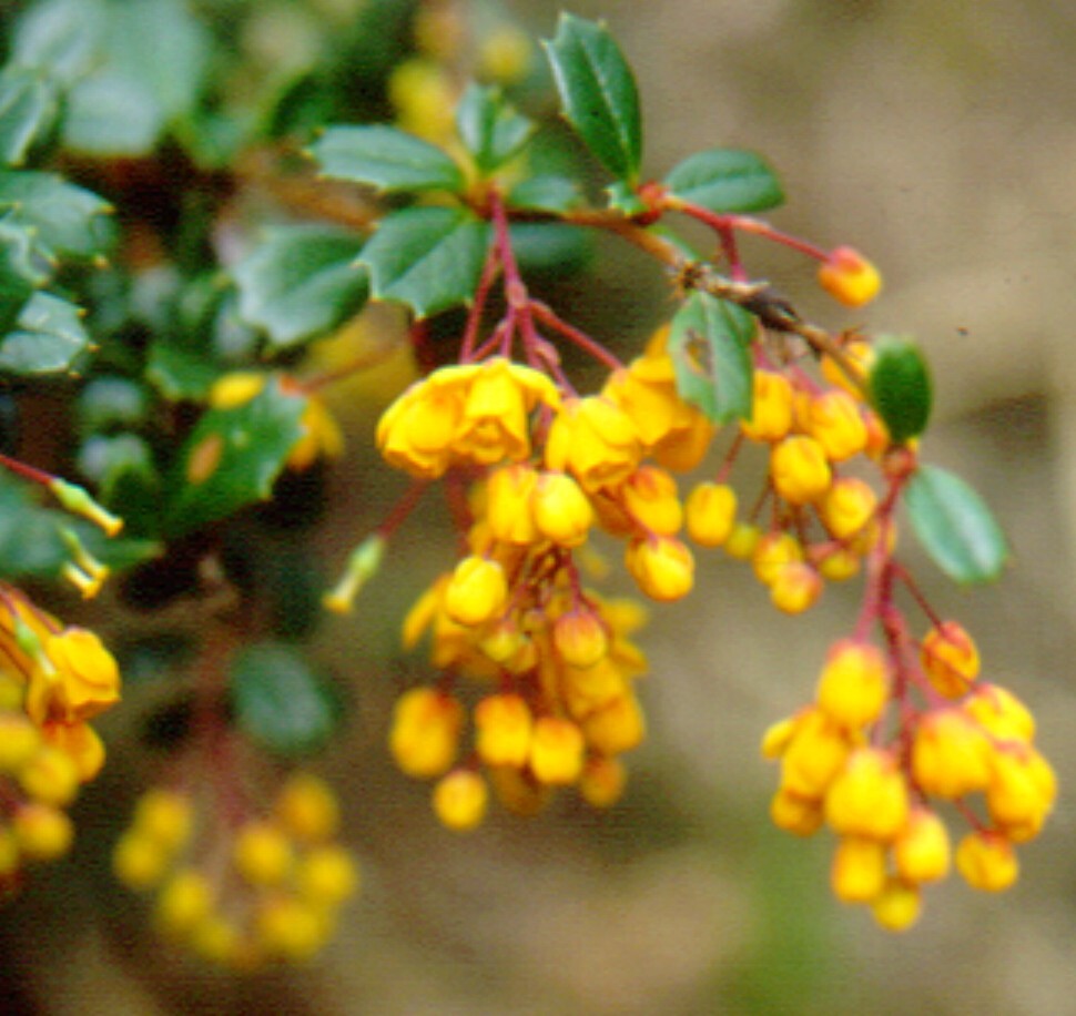 Berberis (hero image)