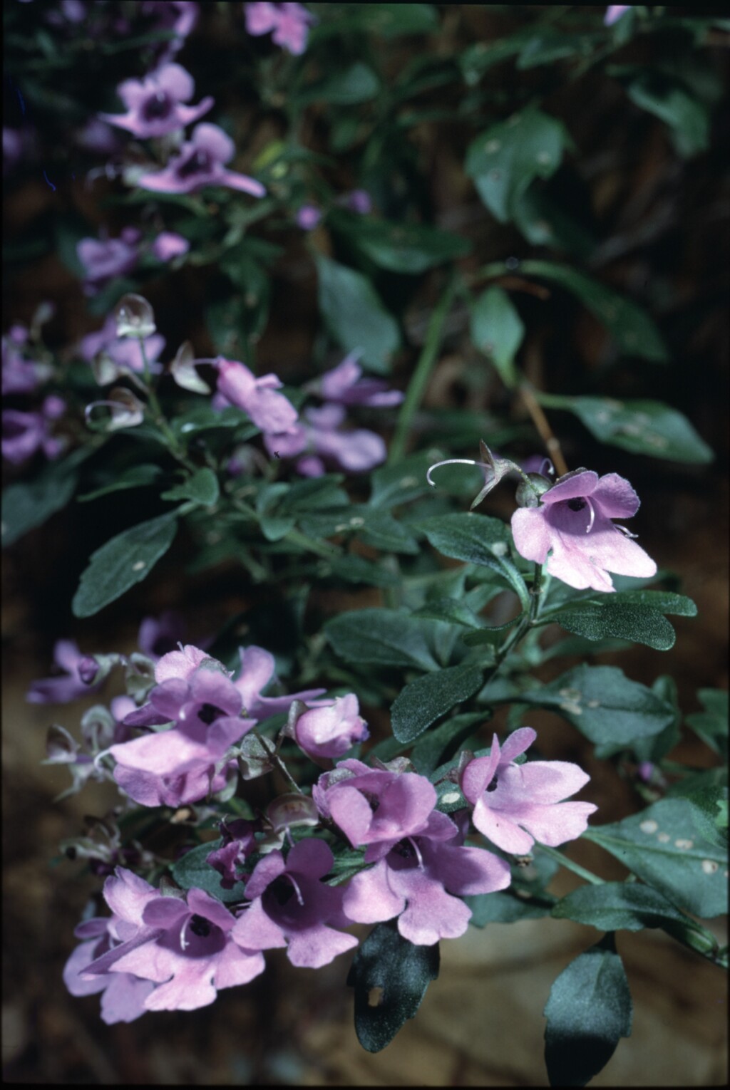 Prostanthera incisa (hero image)