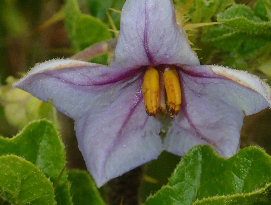 Solanum linnaeanum (hero image)