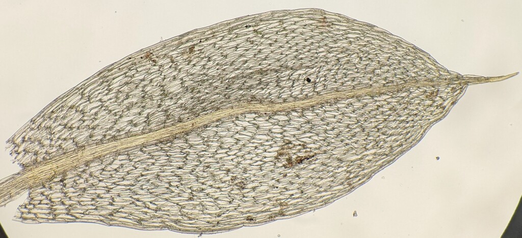 Rosulabryum leptothrix (hero image)