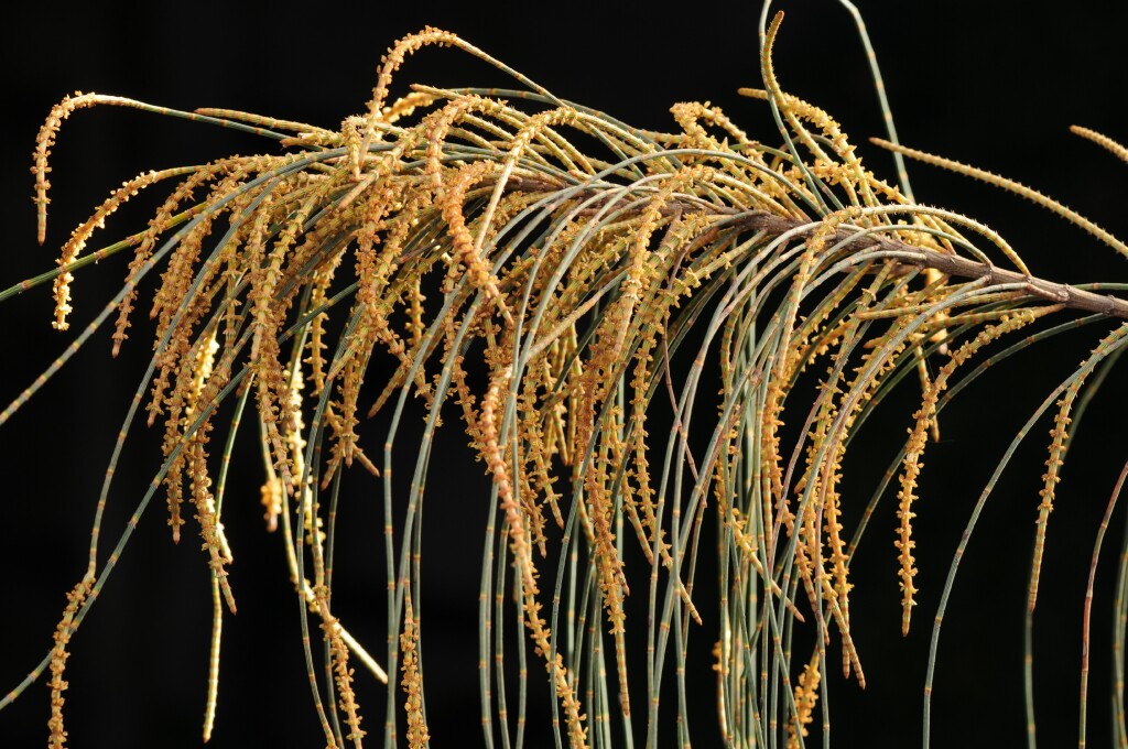 Allocasuarina verticillata (hero image)