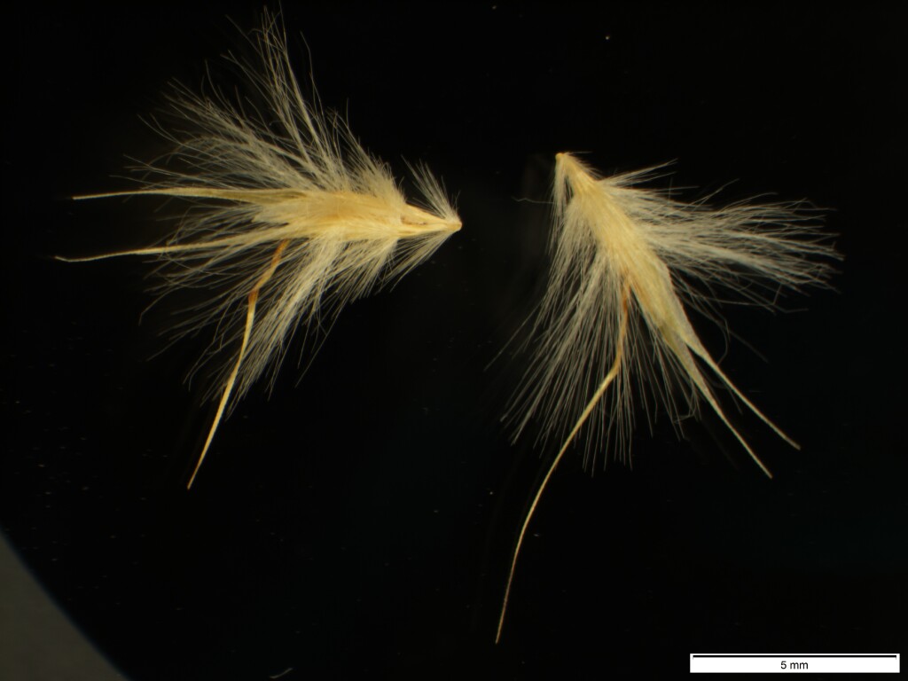Rytidosperma fulvum (hero image)