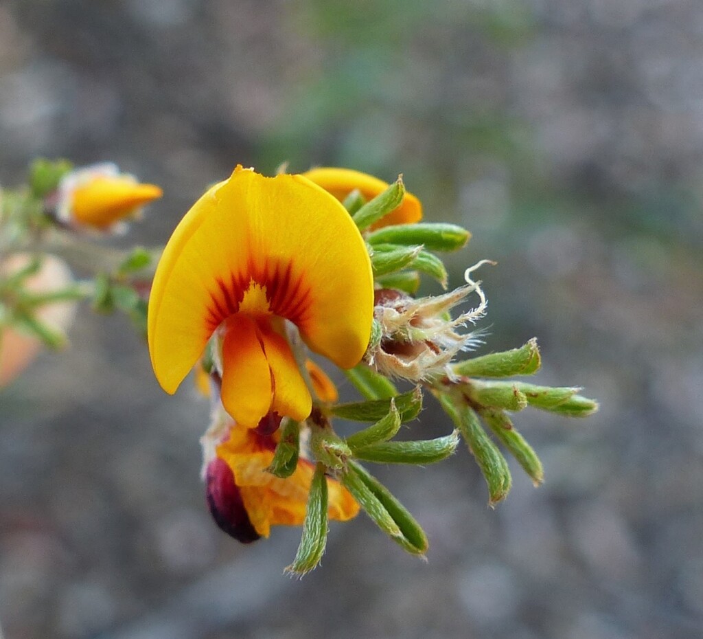 Pultenaea prostrata (hero image)