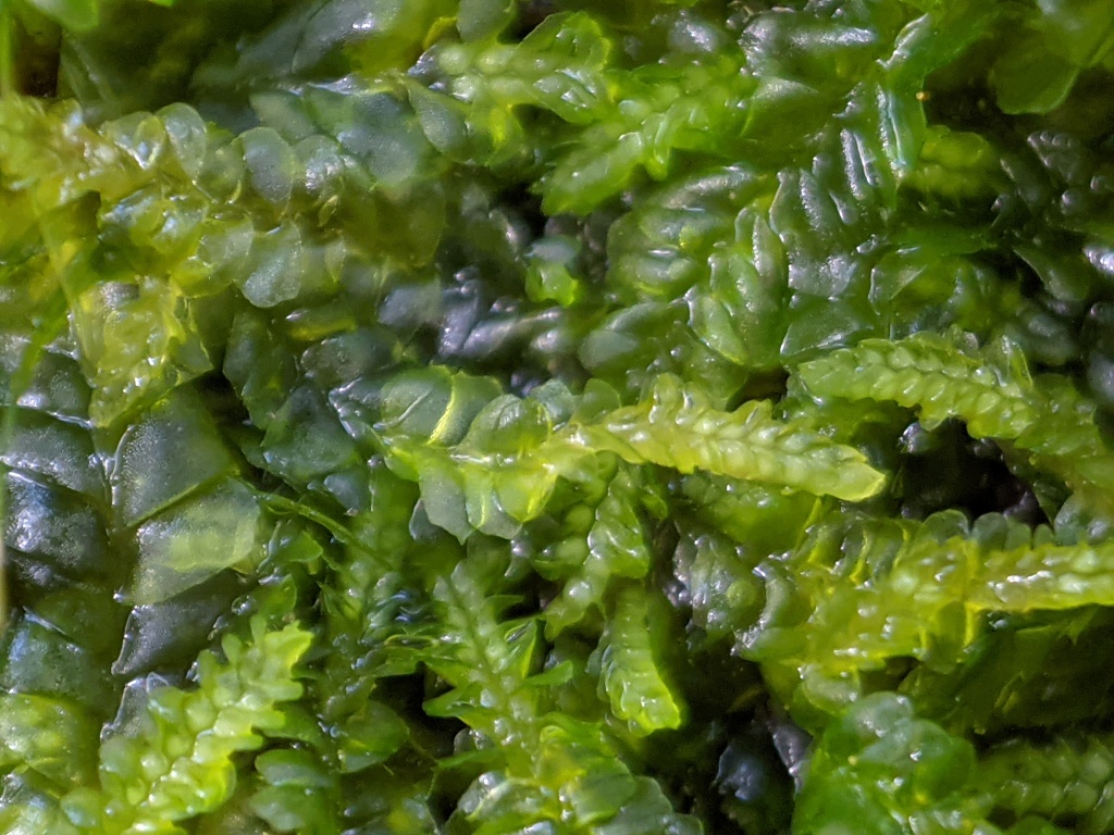 Lophocoleaceae (hero image)