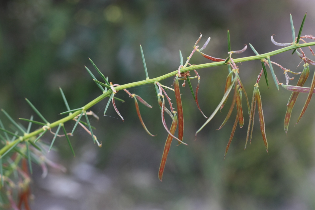 Acacia verticillata subsp. ovoidea (hero image)