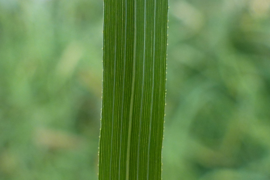 Eragrostis cilianensis (hero image)