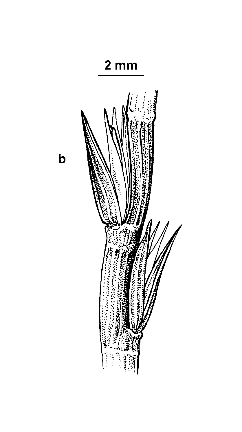 Parapholis strigosa (hero image)