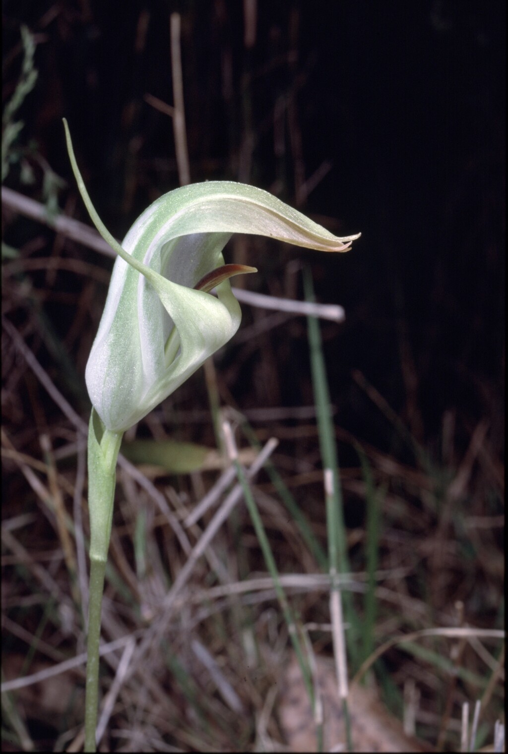 Pterostylis baptistii (hero image)