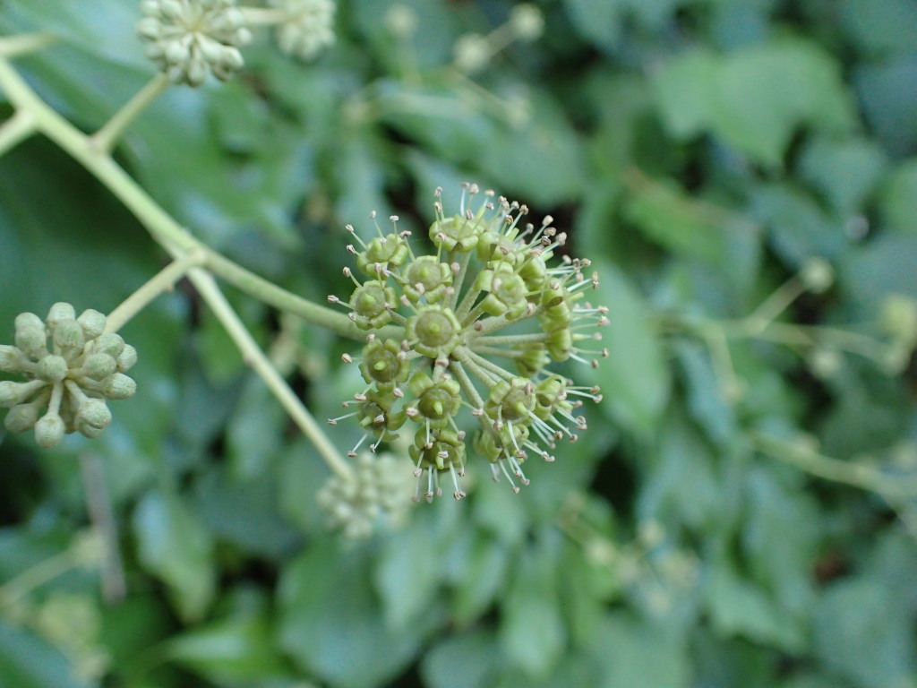 Hedera hibernica (hero image)