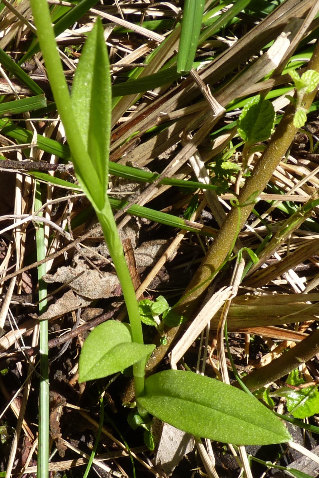 Pterostylis alpina (hero image)