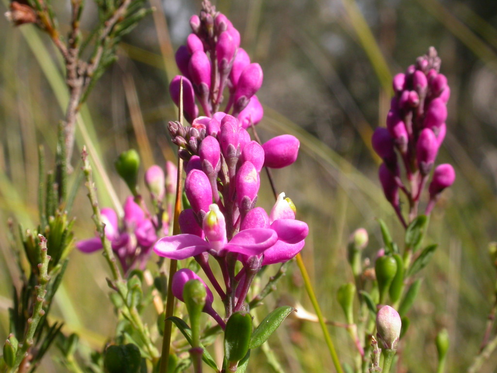 Comesperma ericinum (hero image)