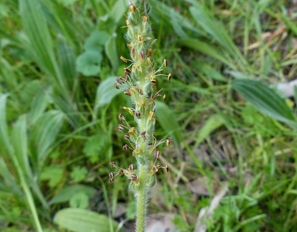 Plantago varia (hero image)