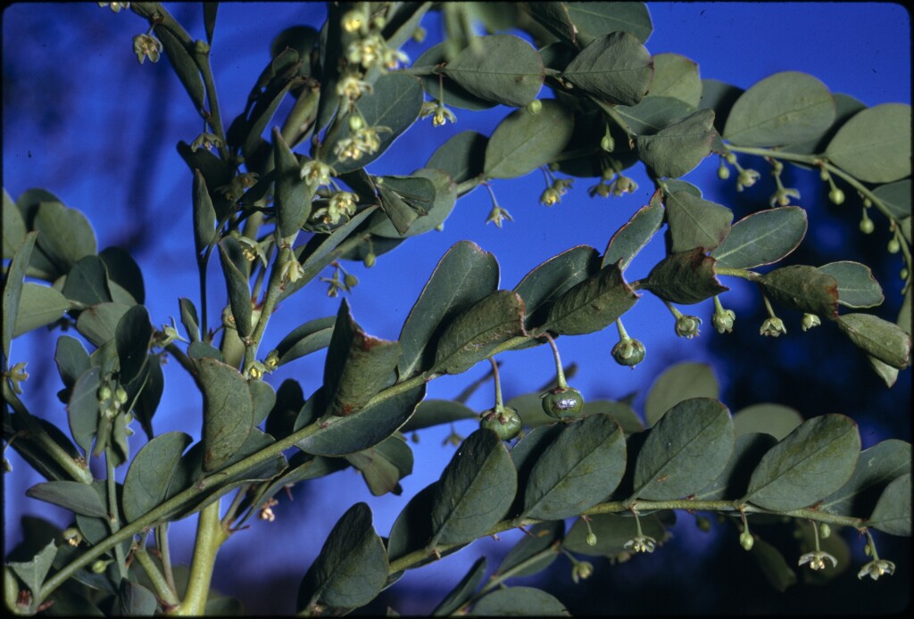 Phyllanthus gunnii (hero image)