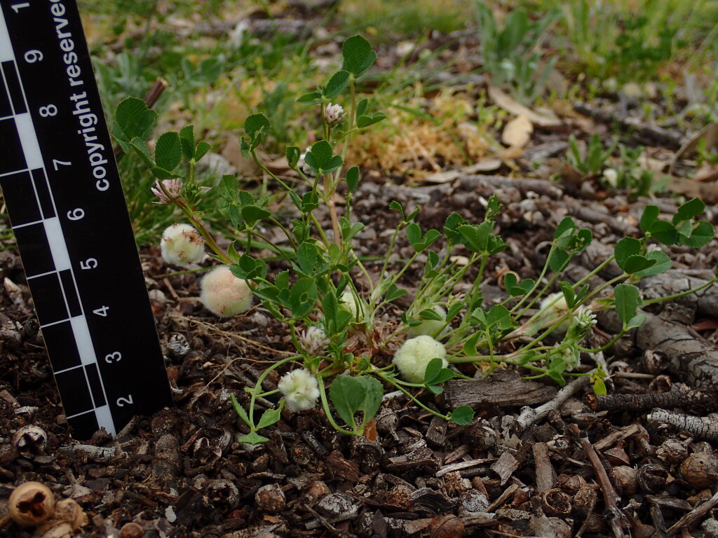 Trifolium tomentosum (hero image)