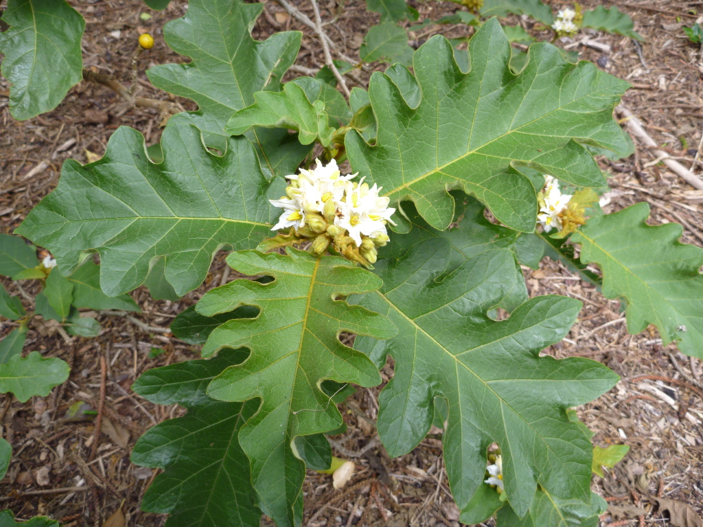 Solanum chrysotrichum (hero image)