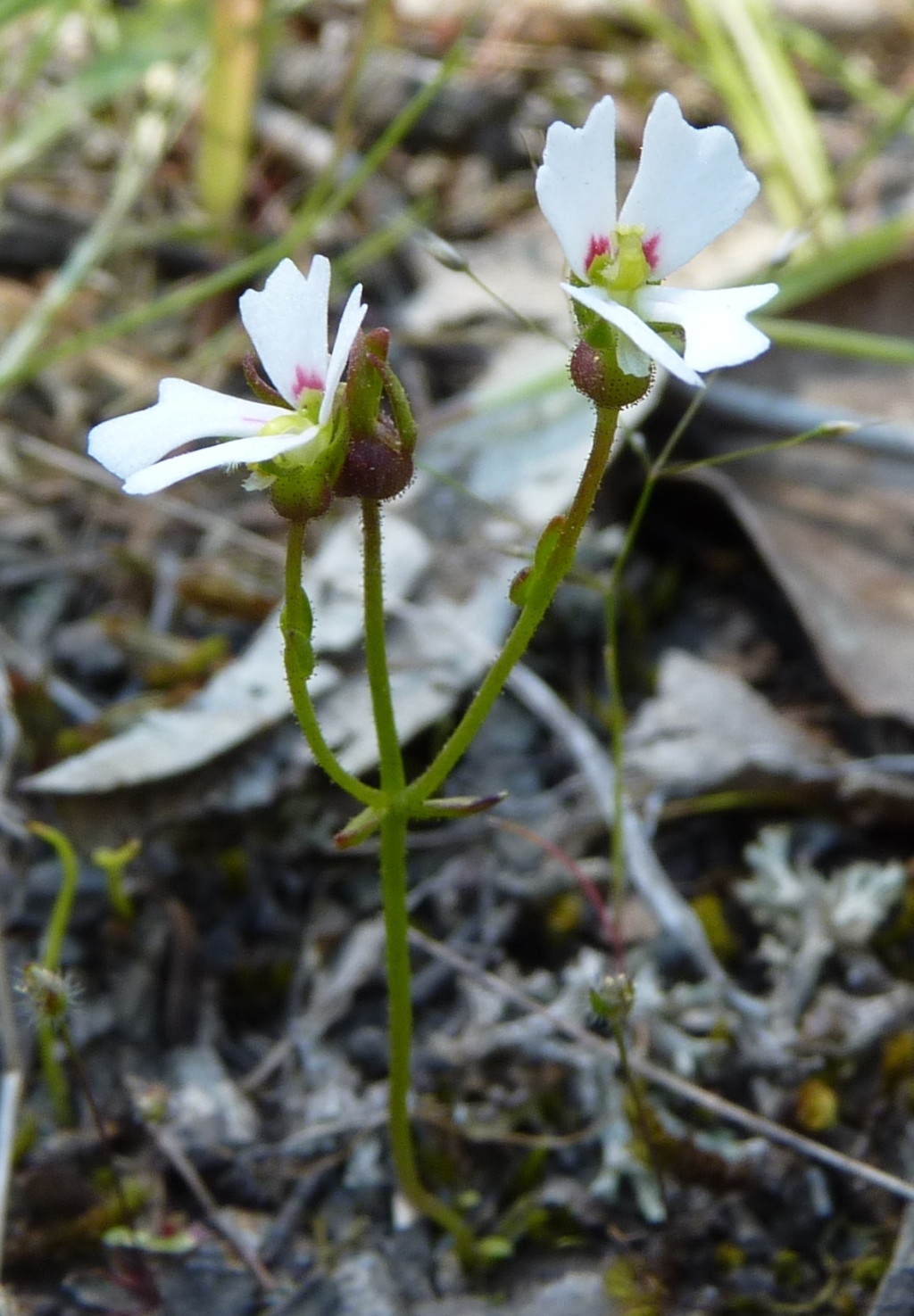 Stylidium ecorne (hero image)