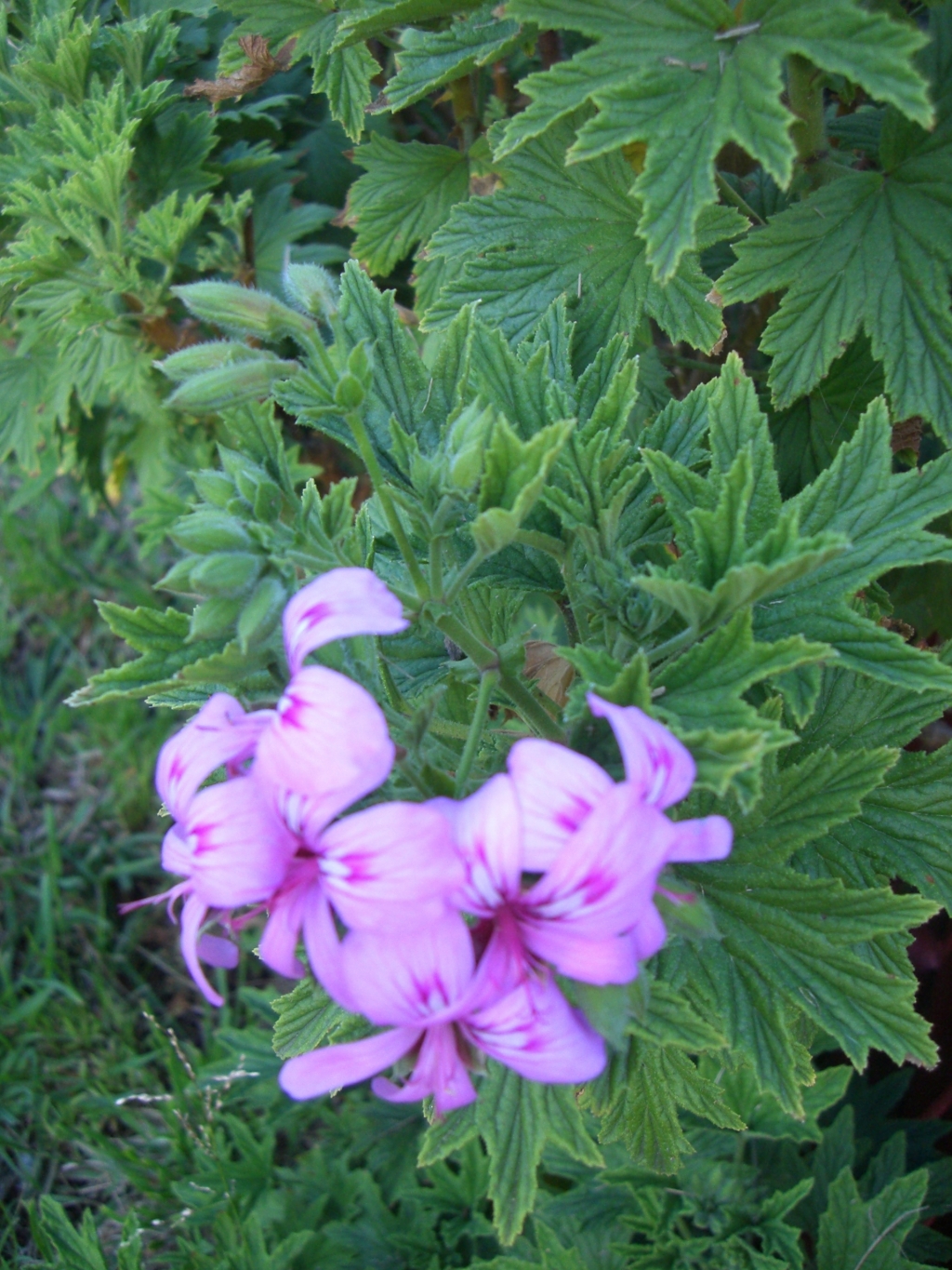 Pelargonium capitatum (hero image)