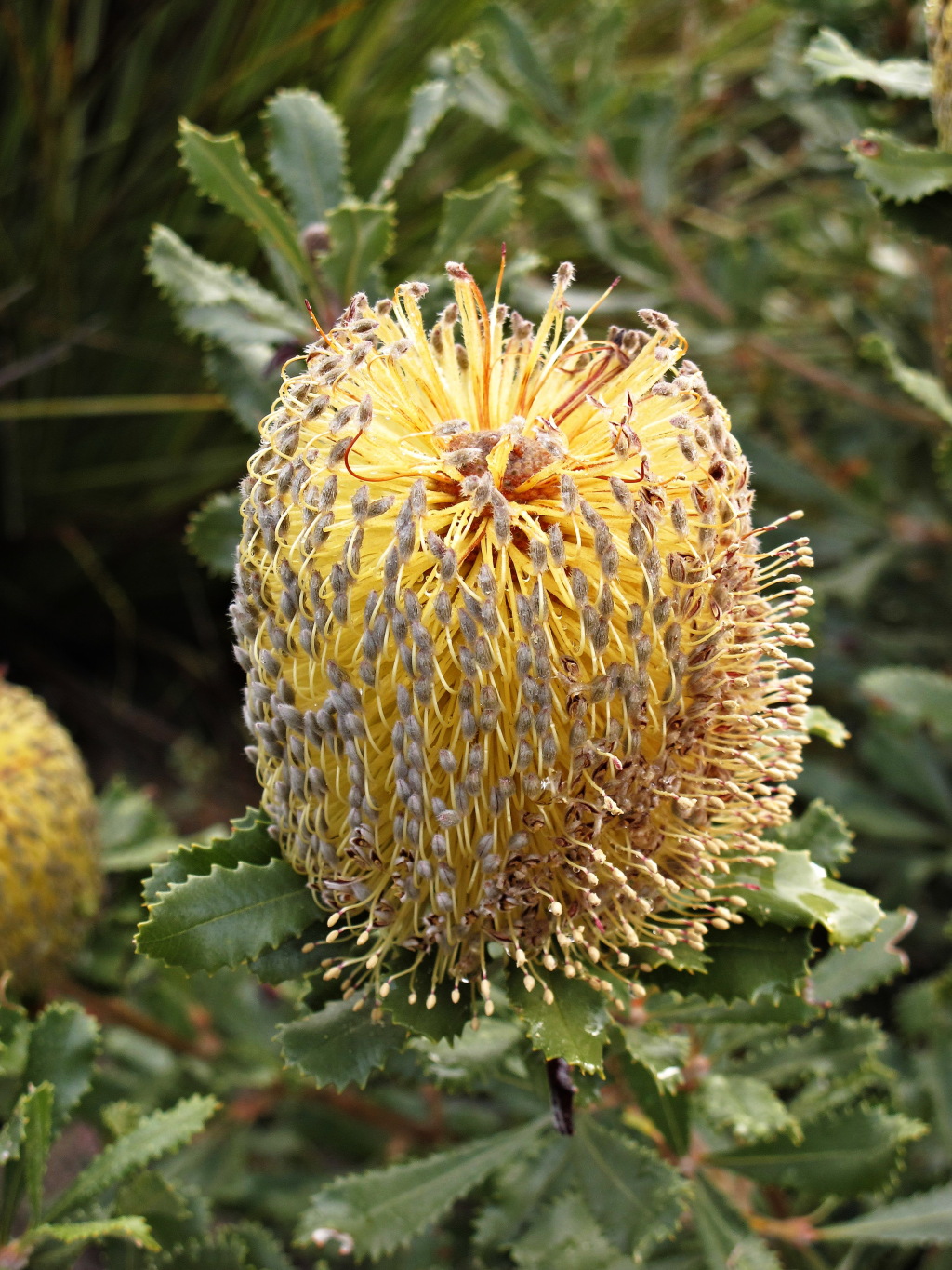 Banksia (hero image)