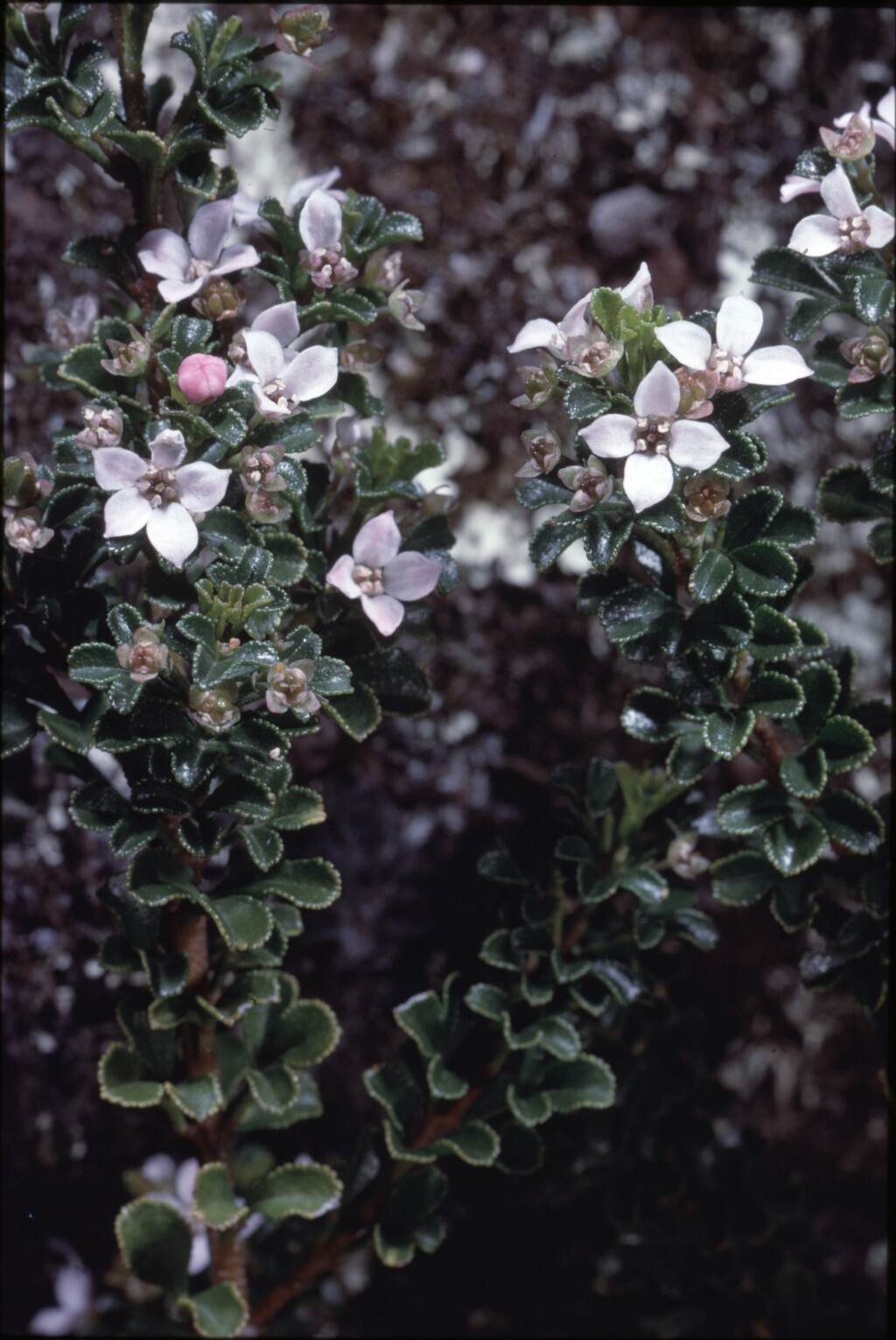 Zieria robusta (hero image)