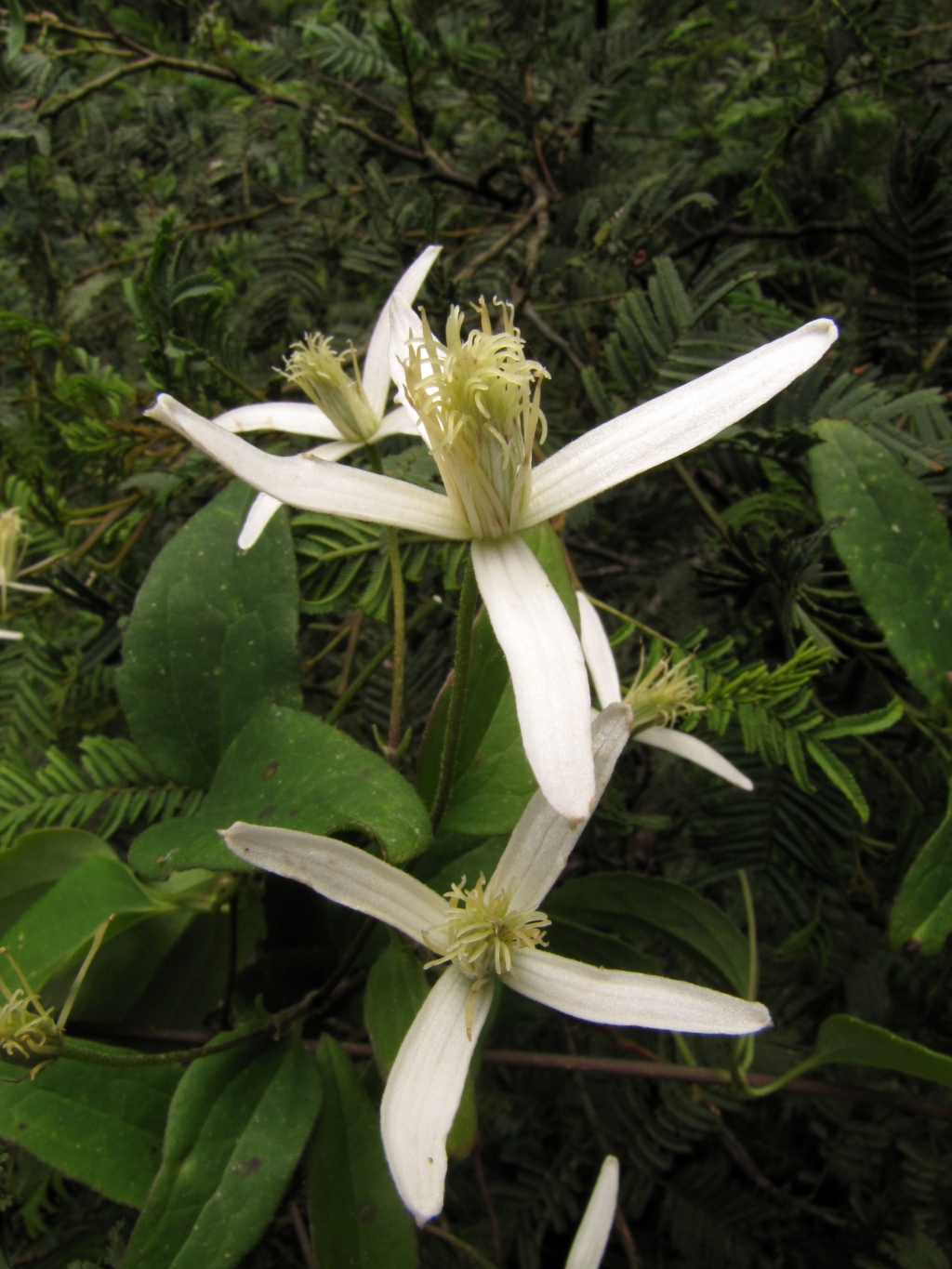 Ranunculaceae (hero image)