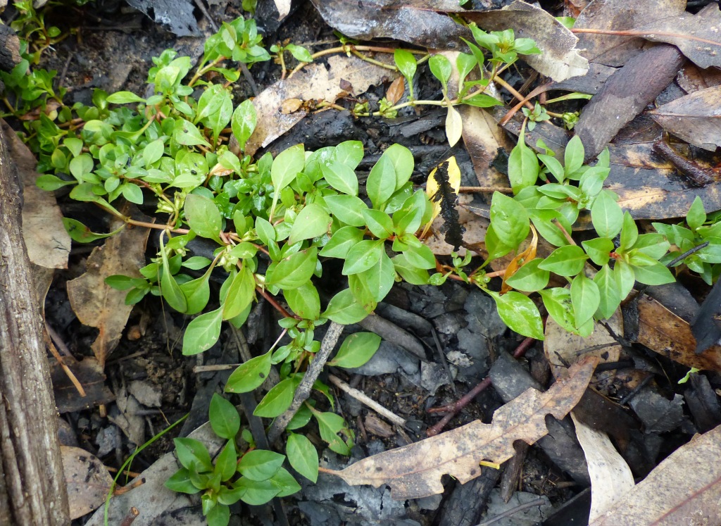 Ludwigia palustris (hero image)