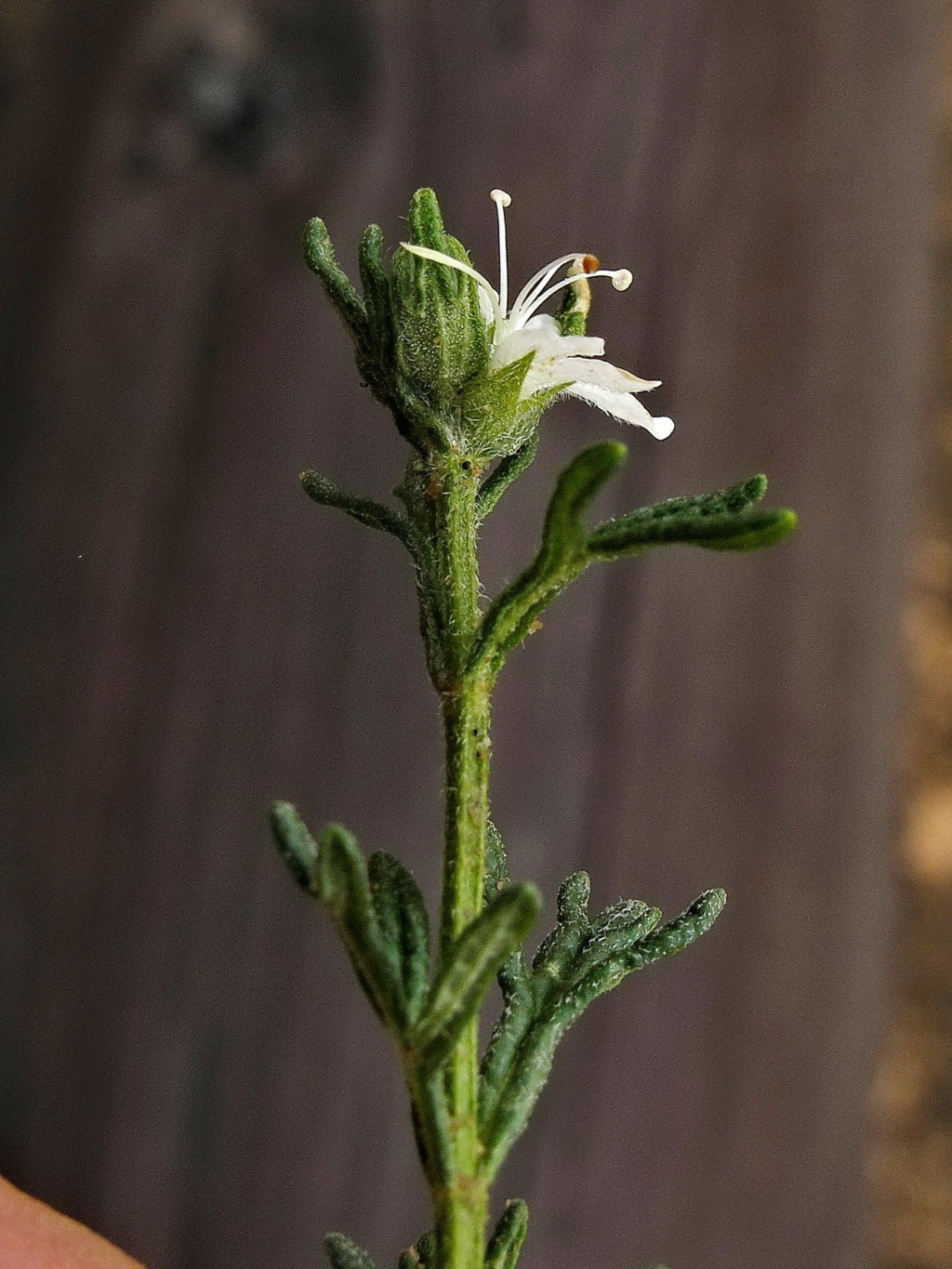 Teucrium sessiliflorum (hero image)