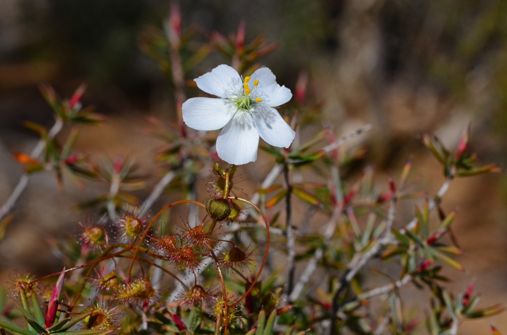 Drosera macrantha (hero image)