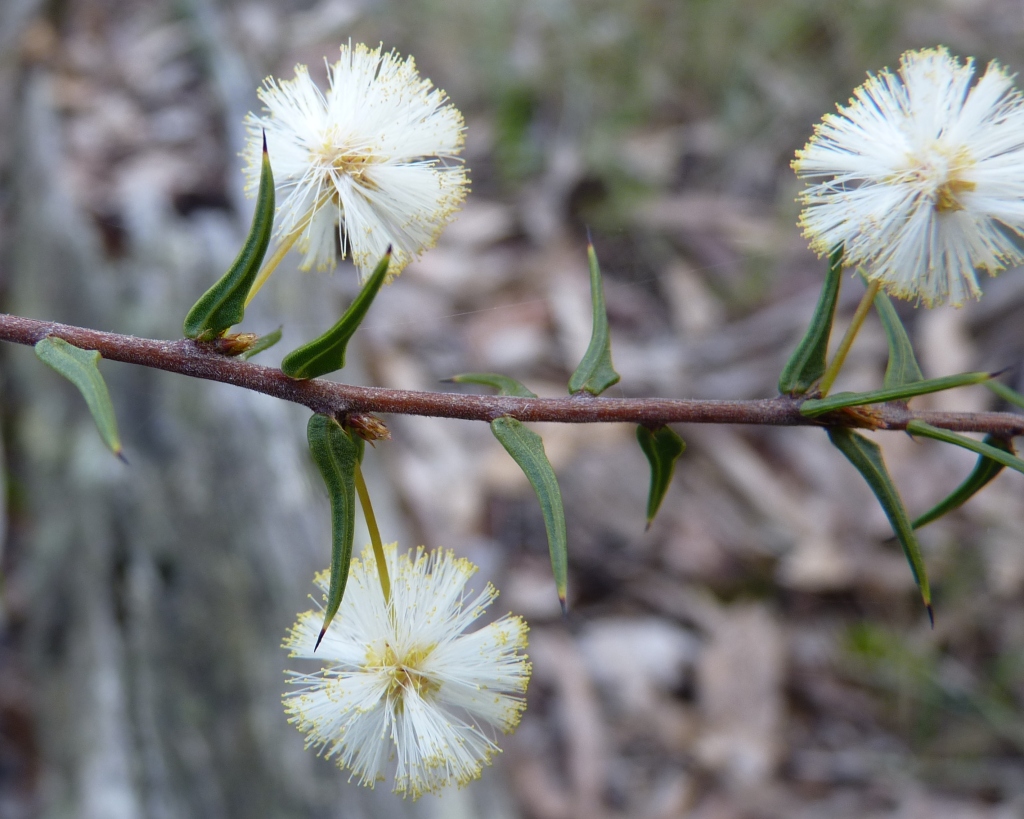 Acacia gunnii (hero image)