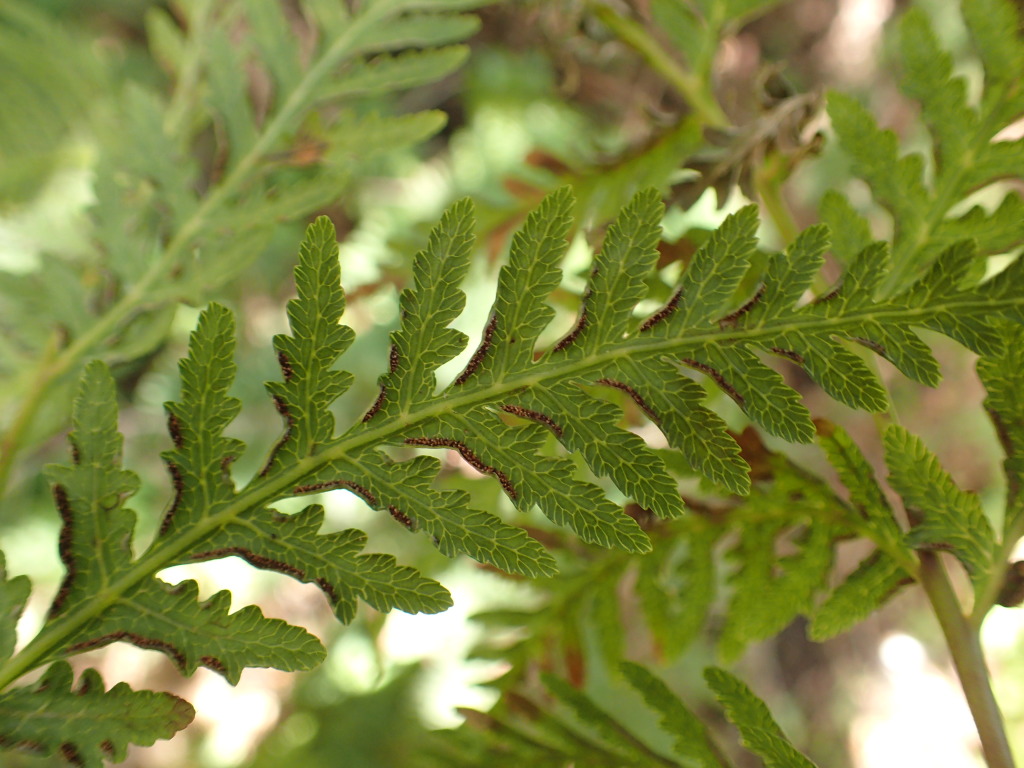 Pteris (hero image)
