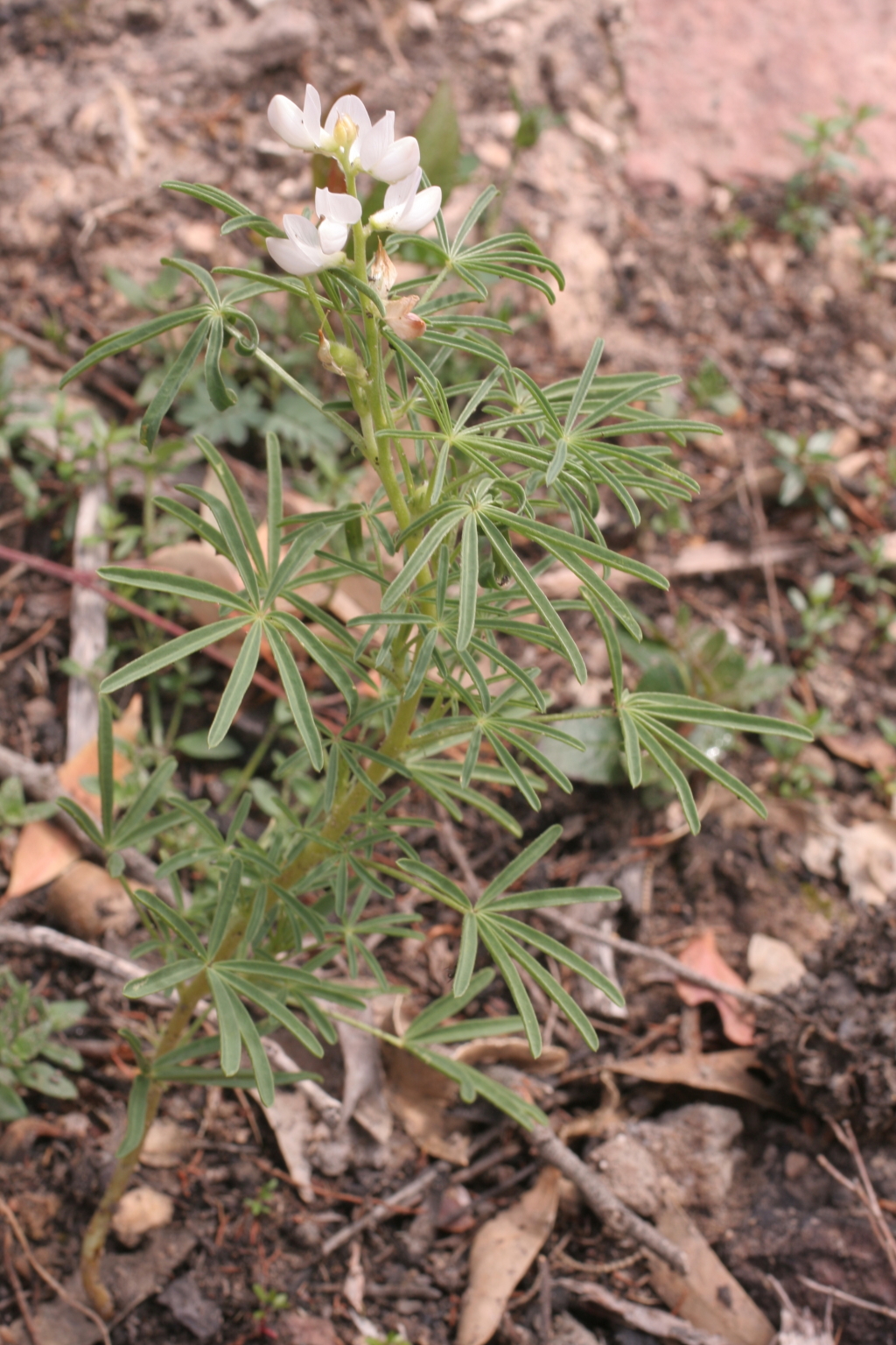 Lupinus (hero image)