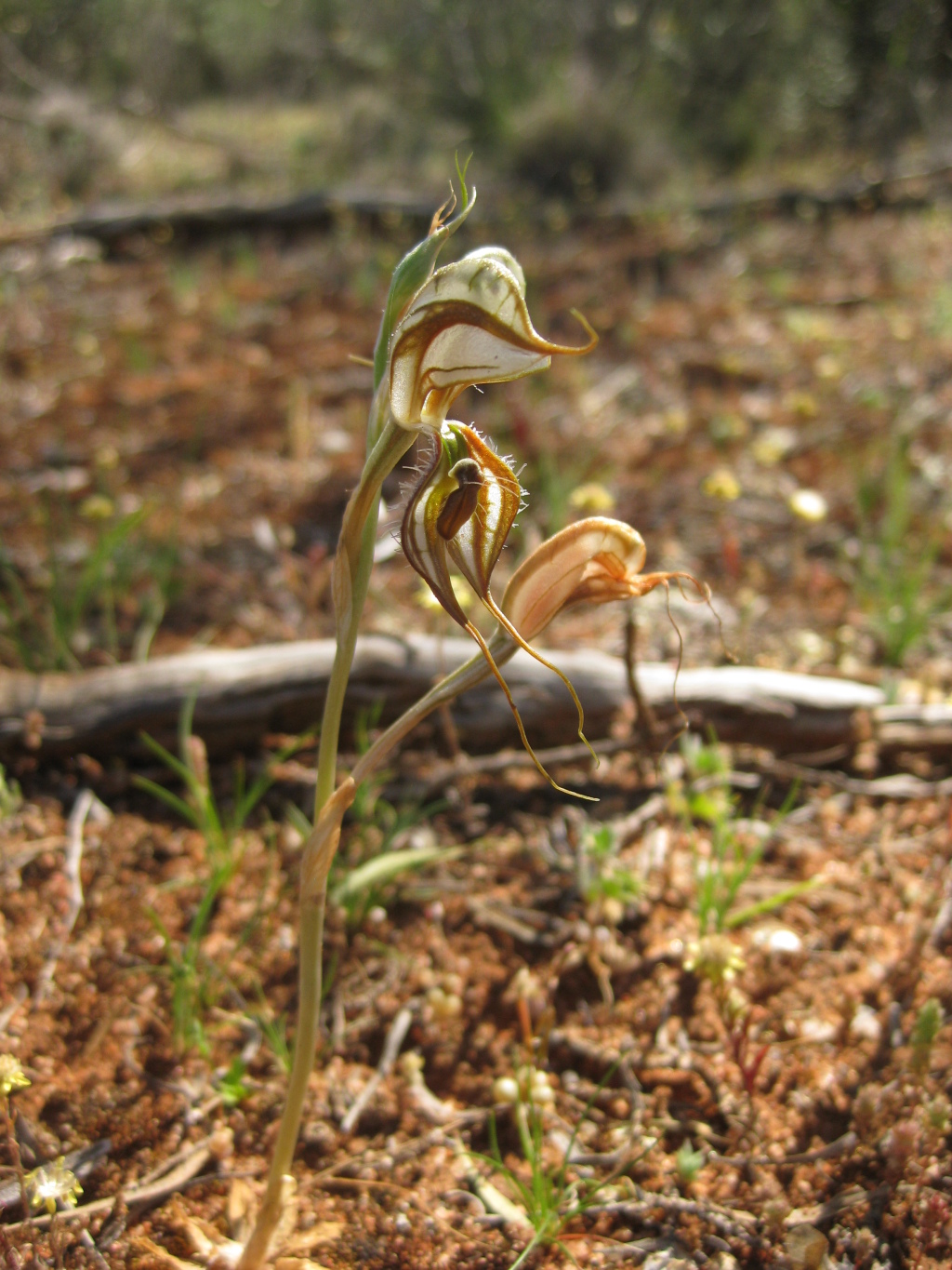 Pterostylis lingua (hero image)