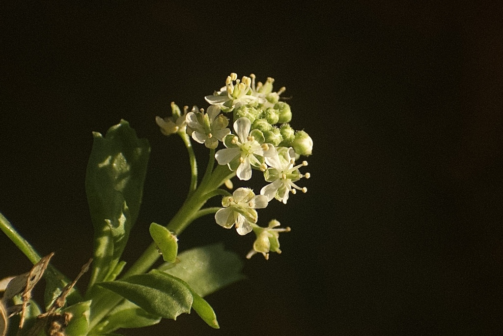 Lepidium foliosum (hero image)