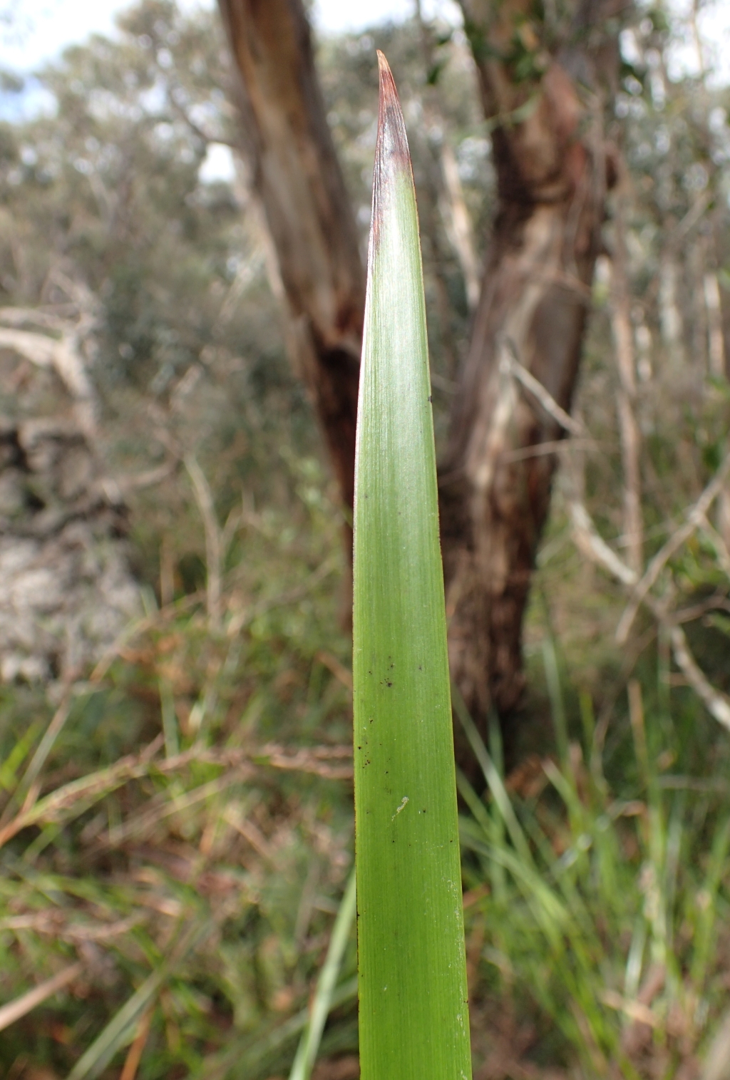 Lepidosperma elatius (hero image)