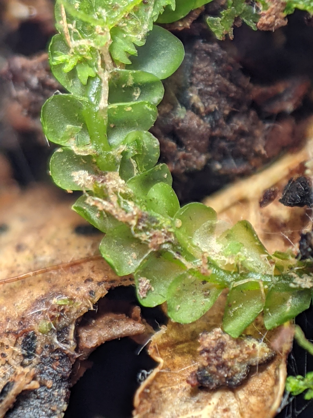 Adelanthaceae (hero image)