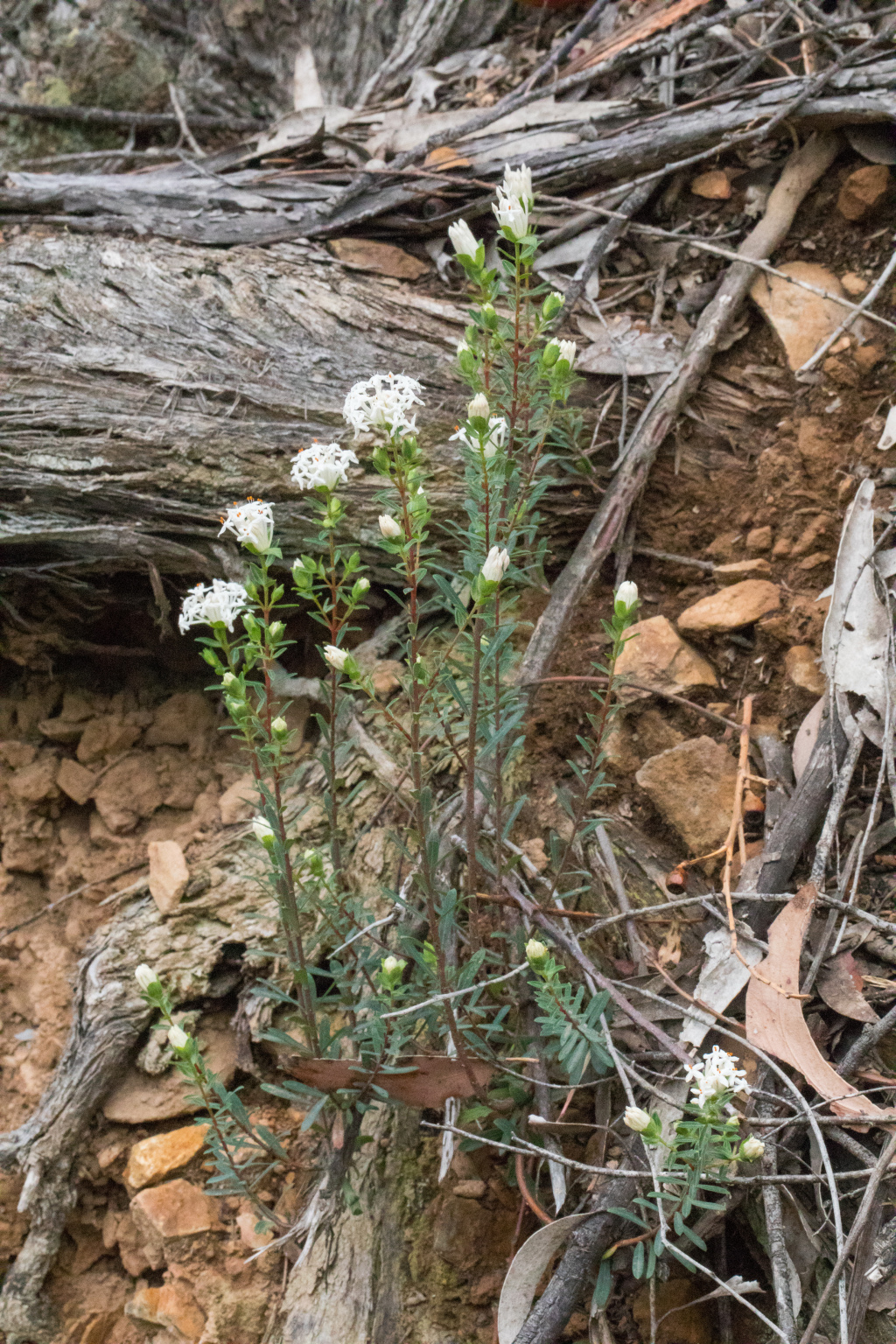 Pimelea linifolia subsp. linifolia (hero image)