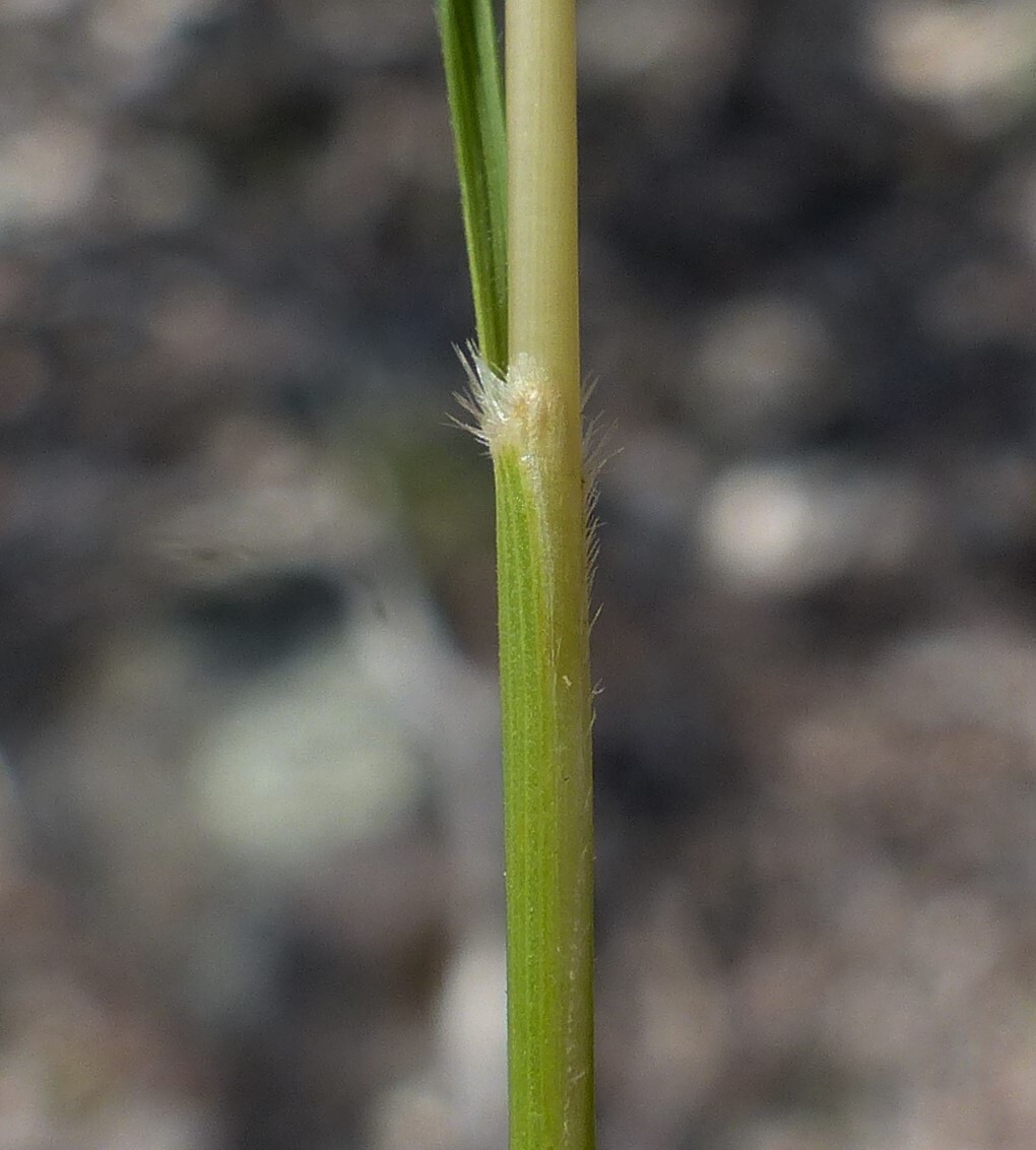 Austrostipa scabra subsp. falcata (hero image)