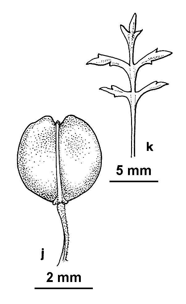 Lepidium bonariense (hero image)