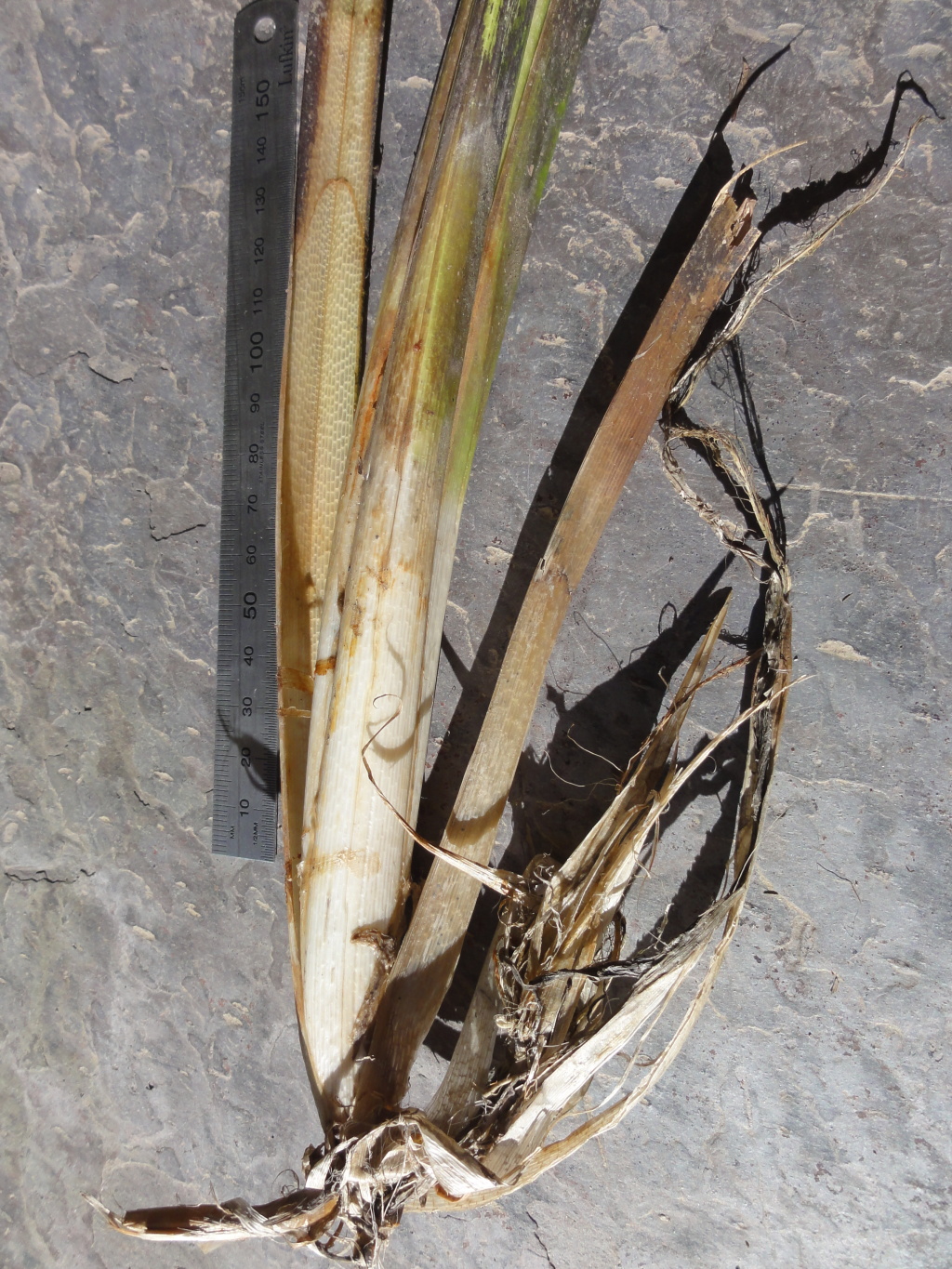 Carex riparia (hero image)