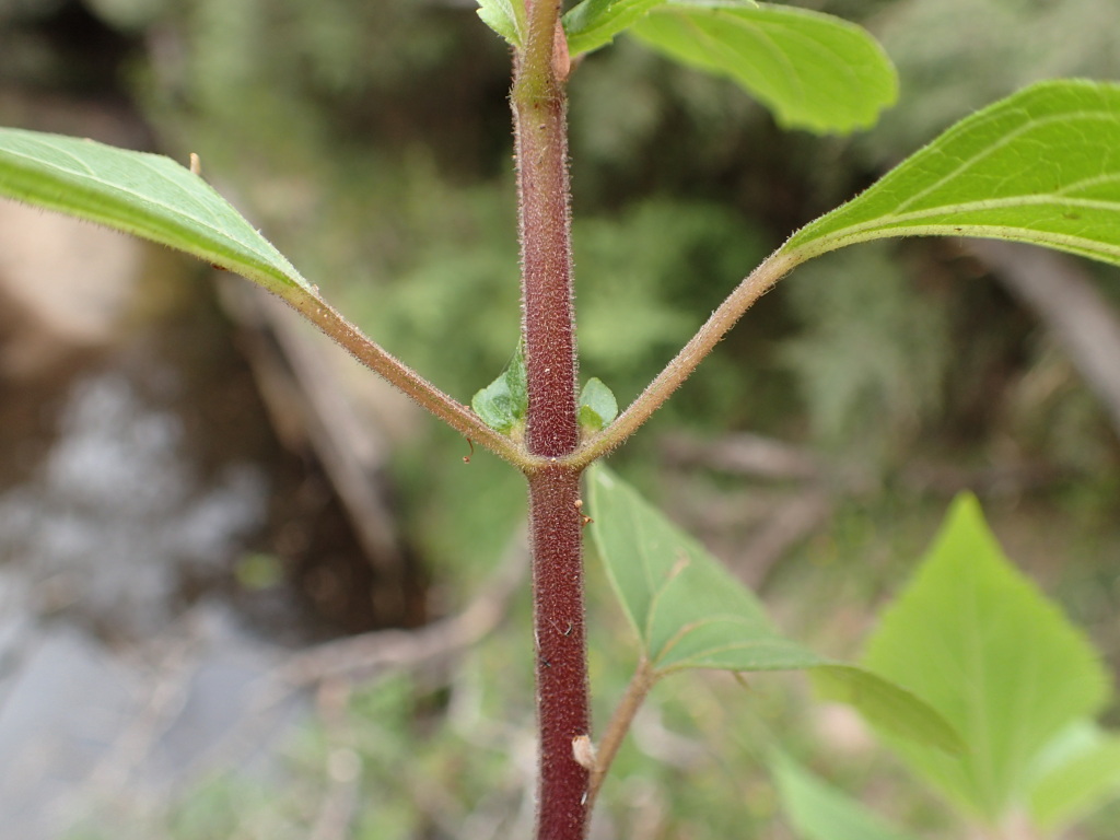 Ageratina adenophora (hero image)